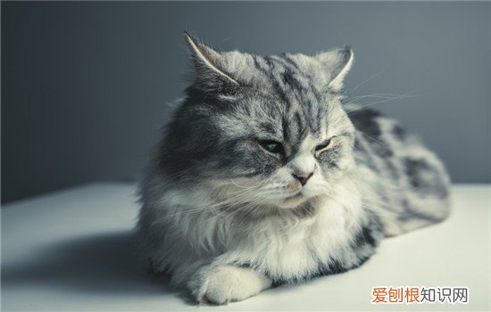 猫突然不吃猫粮怎么办,猫突然不吃猫粮的原因,为什么猫突然不吃猫粮