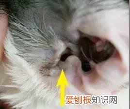 猫咪的耳螨怎么治疗 猫得了耳螨怎么涂药,猫得了耳螨怎么办？,猫得了耳螨怎么治