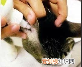 猫咪的耳螨怎么治疗 猫得了耳螨怎么涂药,猫得了耳螨怎么办？,猫得了耳螨怎么治