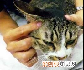 猫咪的耳螨怎么治疗 猫得了耳螨怎么涂药,猫得了耳螨怎么办？,猫得了耳螨怎么治