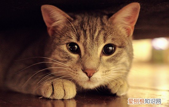 剪刀找猫方法是什么意思 剪刀找猫原理,剪刀找猫是什么原理,剪刀找猫的科学原理