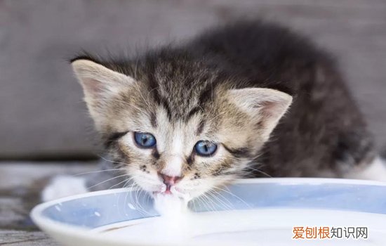 剪刀找猫方法是什么意思 剪刀找猫原理,剪刀找猫是什么原理,剪刀找猫的科学原理