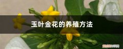 金枝玉叶植物养花的方法 玉叶金花的养殖方法