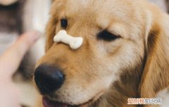 狗狗尿毒症是什么反应 要小心护理！