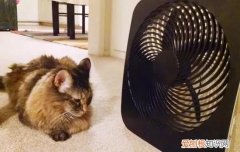 夏天养猫要开空调吗,夏天养猫需要开空调吗,夏天猫要不要吹空调