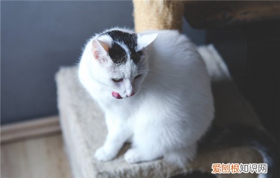 猫咪关在阳台会无聊吗,猫咪关在阳台会冷吗,把猫咪放阳台为什么会一直叫