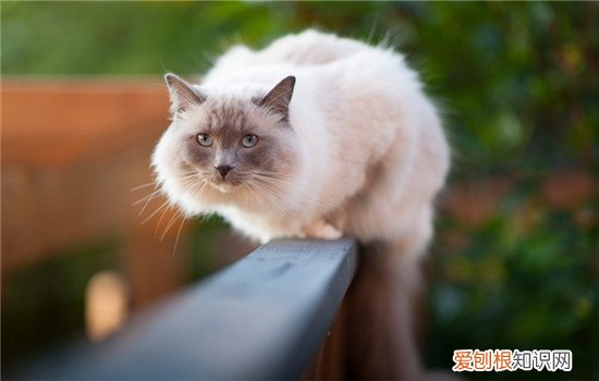 猫脾气突然变暴躁爱咬人 猫咪脾气暴躁爱咬人,猫咪脾气暴躁怎么办,猫咪脾气暴躁爱攻击人