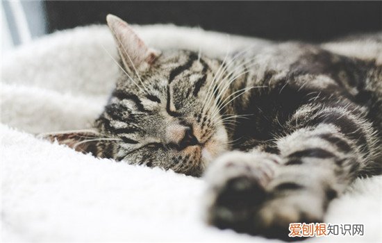 猫咪全身无力一直躺着,猫咪全身无力一直躺着拉稀,猫咪全身无力一直惨叫