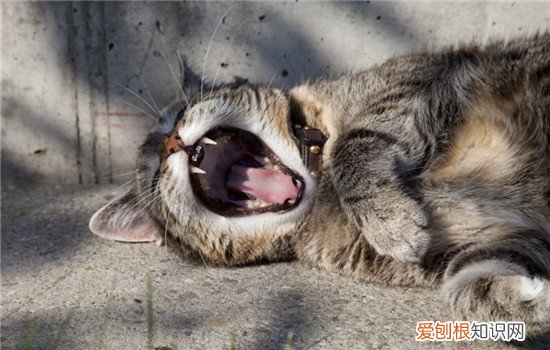 猫咪全身无力一直躺着,猫咪全身无力一直躺着拉稀,猫咪全身无力一直惨叫