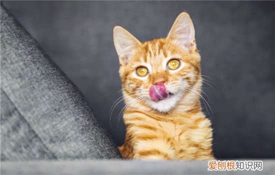 怎么去除猫咪的口臭 猫咪口臭怎么办,猫咪口臭怎么去除,猫咪口臭怎么解决