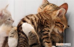 猫为什么不喜欢被抱着,为什么有的猫不喜欢被抱,为什么有些猫不喜欢被抱