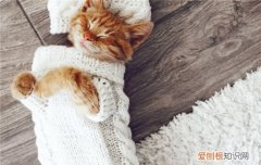 猫砂盆放在哪合适 猫砂盆放哪里比较好,猫砂盆多久清理一次,猫砂盆放几个比较好