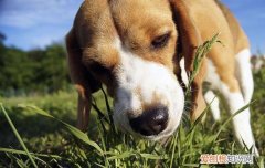 狗狗吃草呕吐 狗狗吃草就要注意补充维生素了