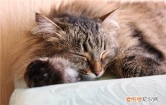 猫咪睡觉时抽搐一下 猫睡觉突然抽搐一下,小猫睡觉突然抽搐,猫睡觉突然抽搐流口水