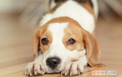 狗的肠炎怎么治 狗狗的肠炎问题一定需要多加注意啦！