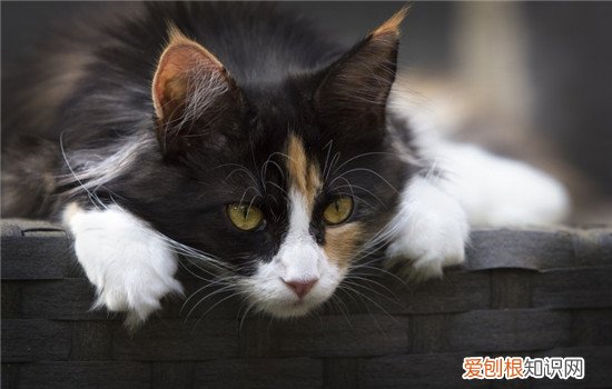 天气太热怎么给猫咪降温 夏天给猫降温的方法,夏天太热怎么给猫降温,没有空调怎么给猫降温