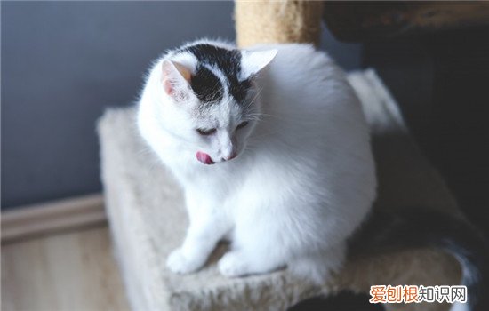 猫猫能吃荔枝吗 猫咪可以吃荔枝吗,猫咪是不是不喜欢荔枝,猫咪可不可以吃荔枝