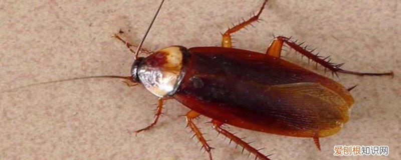 小蟑螂生长周期 蟑螂的生长周期