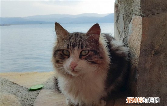 猫一天都没拉屎正常吗 猫一天没拉屎正常吗,猫一天没拉屎没撒尿,猫一天没拉屎只拉尿