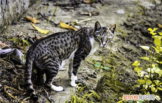 猫猫可以吹电风扇吗? 猫可以吹风扇吗,小奶猫可以吹风扇吗,猫吹风扇会感觉凉快吗