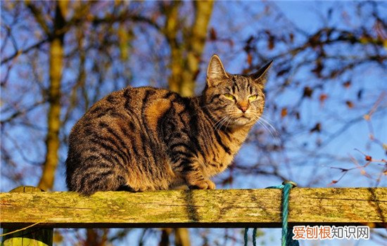 猫吃了巧克力雪糕会怎么样 猫可以吃巧克力雪糕吗,猫吃雪糕会怎么样,猫吃雪糕会不会拉肚子