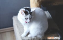 猫咪可以吹风扇不 猫咪可以吹风扇吗,夏天猫咪可以吹风扇,猫咪可以吹风扇睡觉吗