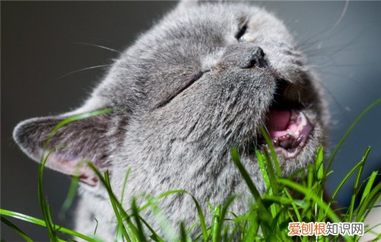 猫咪异食癖的症状表现为 猫得了异食癖怎么治,猫异食癖的防治措施,猫异食癖是什么引起的