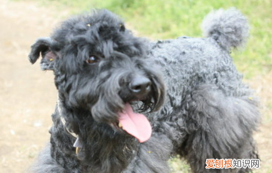 狗狗接种疫苗后能出门吗？ 狗狗注射疫苗就带它出门了？