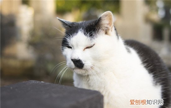 怎么判断猫发烧了没 如何判断猫发烧没有,如何判断猫发烧了,如何判断猫是否发烧