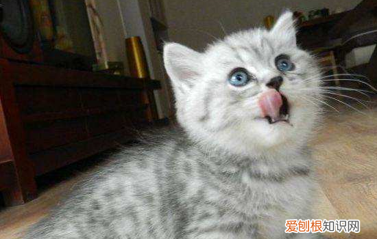 夏天猫咪食欲下降怎么回事 夏天猫咪食欲不振怎么办