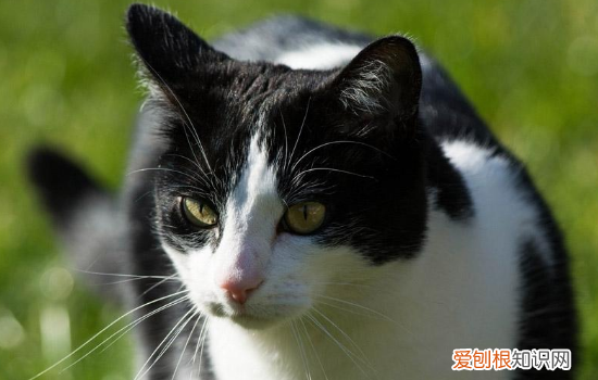 猫咪怎么排毛球 怎么帮助猫排毛球