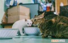 猫护食怎么简单解决 猫咪护食是什么意思,两只猫咪护食怎么办,猫咪特别护食怎么办