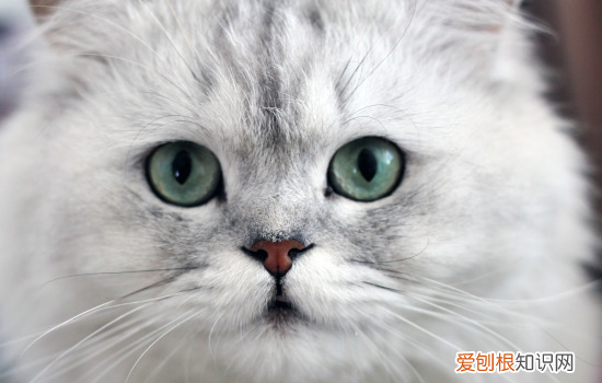 被猫抓了一下轻微破皮没出血要打针吗 被家猫抓伤轻微破皮,被家猫抓破皮没出血,被家猫抓破皮要打针吗