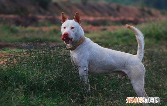 狗狗疫苗不良反应 导致狗狗疫苗不良反应的因素有哪