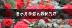 香水月季好养吗 香水月季怎么养长的好