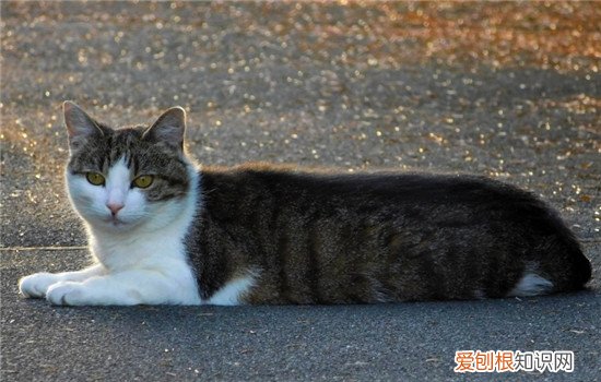 猫不吃饭怎么喂药 猫不吃药怎么办,猫不吃药如何喂,猫不吃药怎么办