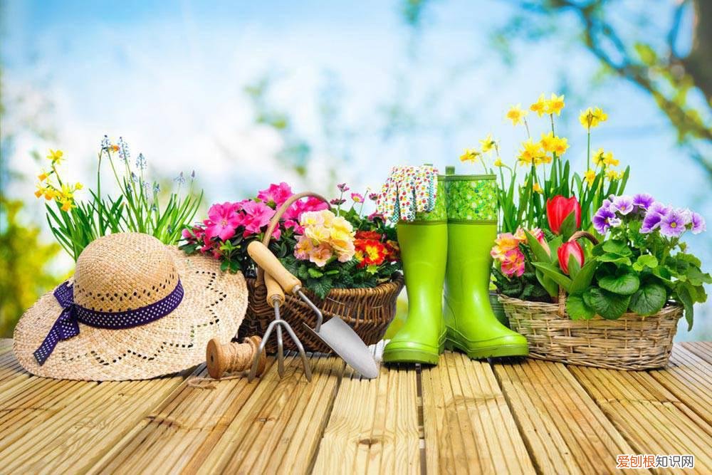 夏枯草怎么养 夏枯草的养殖方法