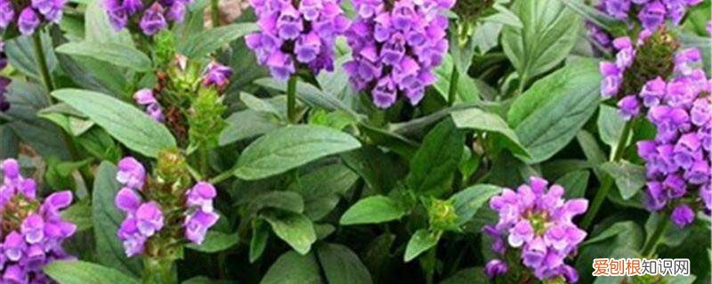 夏枯草怎么养 夏枯草的养殖方法