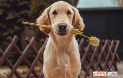 狗狗贫血是什么原因 营养不足也会导致贫血哦