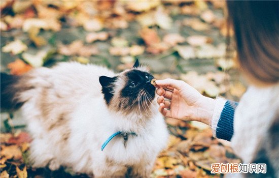 猫咬人的手指是什么意思 猫咪咬手指什么意思,猫咪吸手指代表什么,猫咪咬手指代表什么征兆