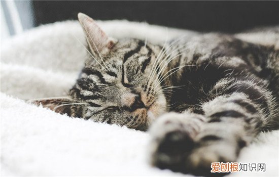 猫咪吃完为什么刨地 猫咪吃饭为什么要刨地,猫咪为什么吃饱了刨地,猫咪为什么没事刨地