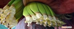 香蕉从开花结果到成熟要多长时间 香蕉开花到成熟要多久