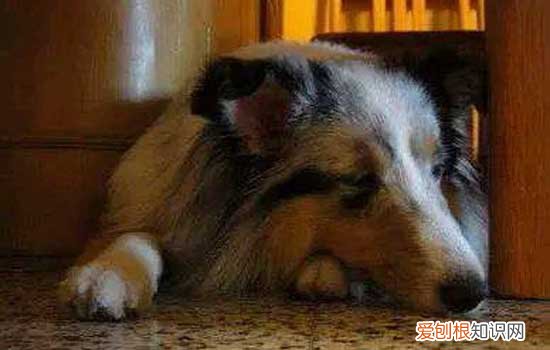 狗狗拉稀腥臭带血 狗狗拉稀有血且腥臭是什么症状