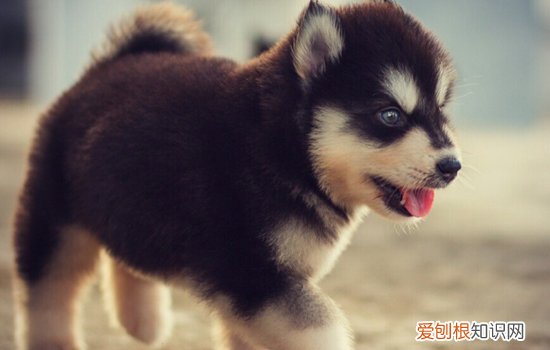 狗狗也会有颈椎病 日常小动作甚至会让狗狗瘫痪