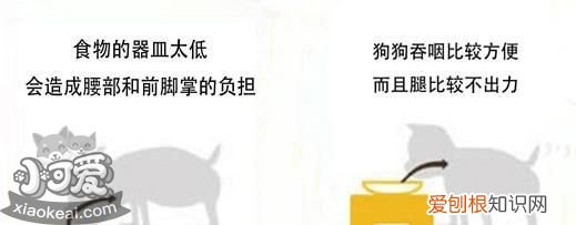 狗狗也会有颈椎病 日常小动作甚至会让狗狗瘫痪