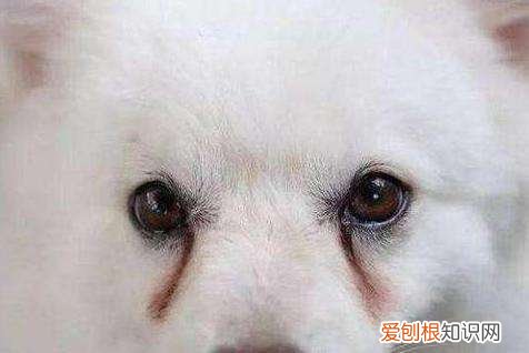 狗狗为什么会有泪痕 怎么淡化泪痕