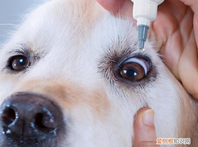 狗狗为什么会有泪痕 怎么淡化泪痕