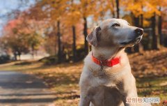 狗狗蛔虫病严重的症状 会致死吗