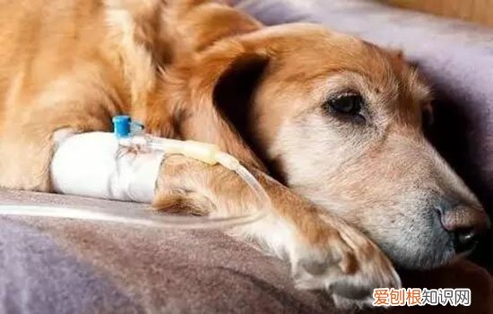 狗狗脚臭怎么回事 小心趾间炎