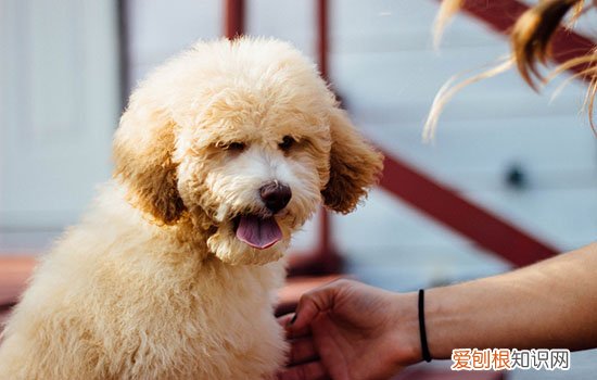 狗狗有泪痕怎么办 想单靠清洁去除太天真